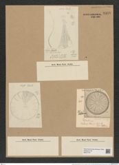 Stephanodiscus kanitzii Pant. et Grun. (de-Toni-Nr.: Genus 189, Species 4693) Zeichnungen Sammlung Grunow Nr. 8349 (NHMW-BOT-W0377757)